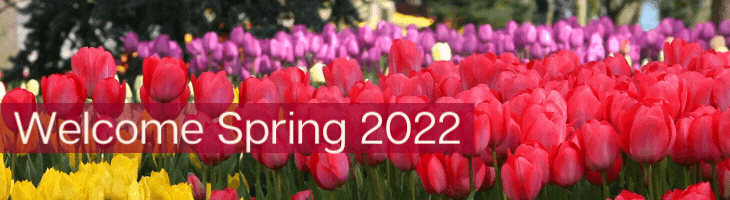 Spring 2022 Tulips