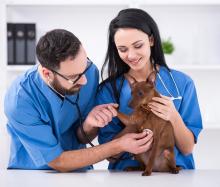 Veterinary assistants