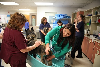 Veterinary Assistant program earns national accreditation 